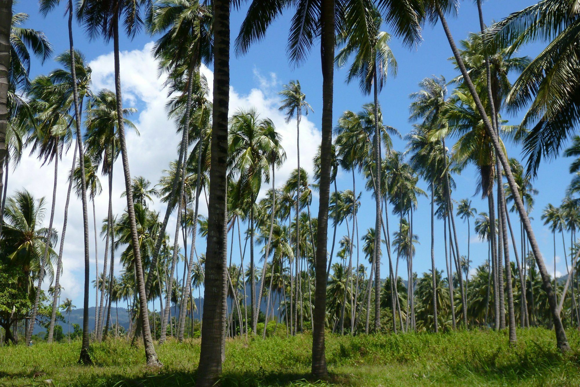 מלון מאה נאם ביץ' Maenam Hills Samui מראה חיצוני תמונה